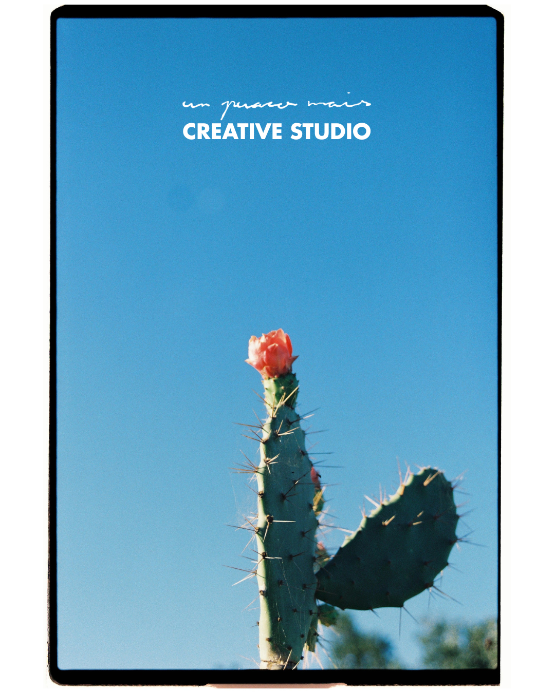 Cactus, fotografía analógica